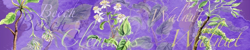 Bachblütenschal zum 7. Chakra, Violett, mit den Bachblüten Beech, Clematis, Walnut.